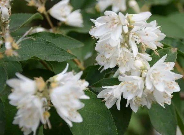 每日一花冰生溲疏奶白色花瓣上带着红色花边
