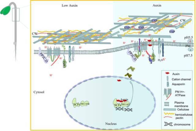 福建农林大学林文伟等在Nature发文揭示生长素“酸性假说”重要机制