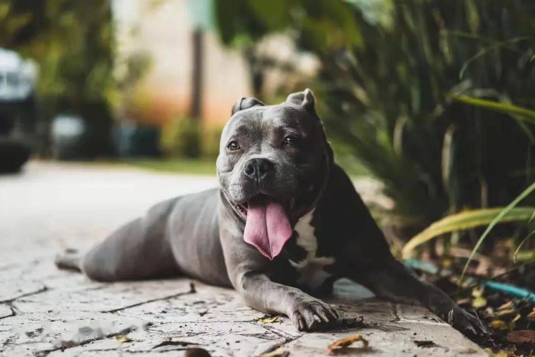 例如,如果有人飼養比特犬,秋田犬,拳師犬,鬆獅,杜賓,羅特韋爾犬