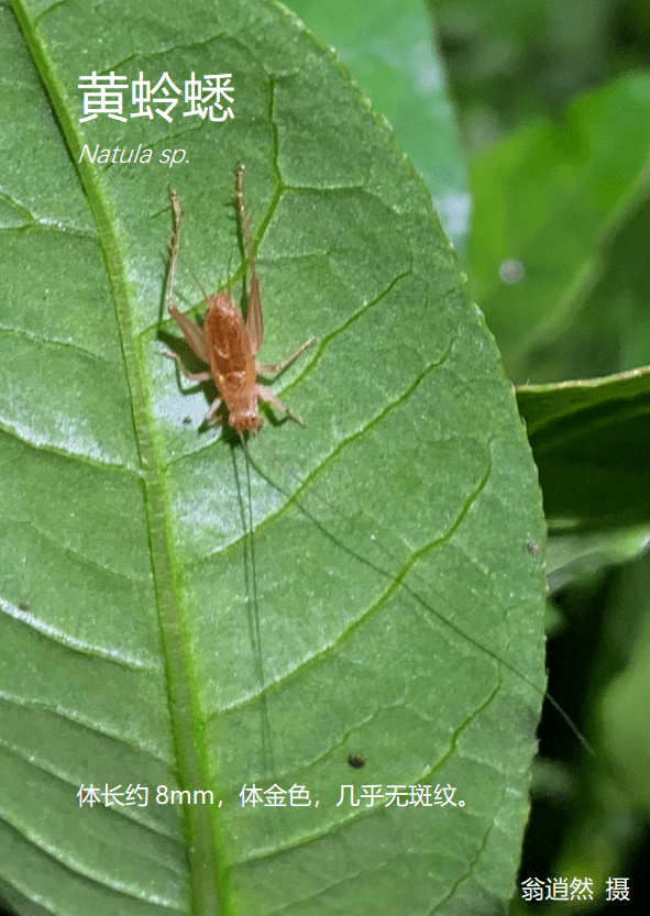 20日本钟蟋 meloimorpha japonica19多伊棺头蟋 loxoblemmus doenitzi