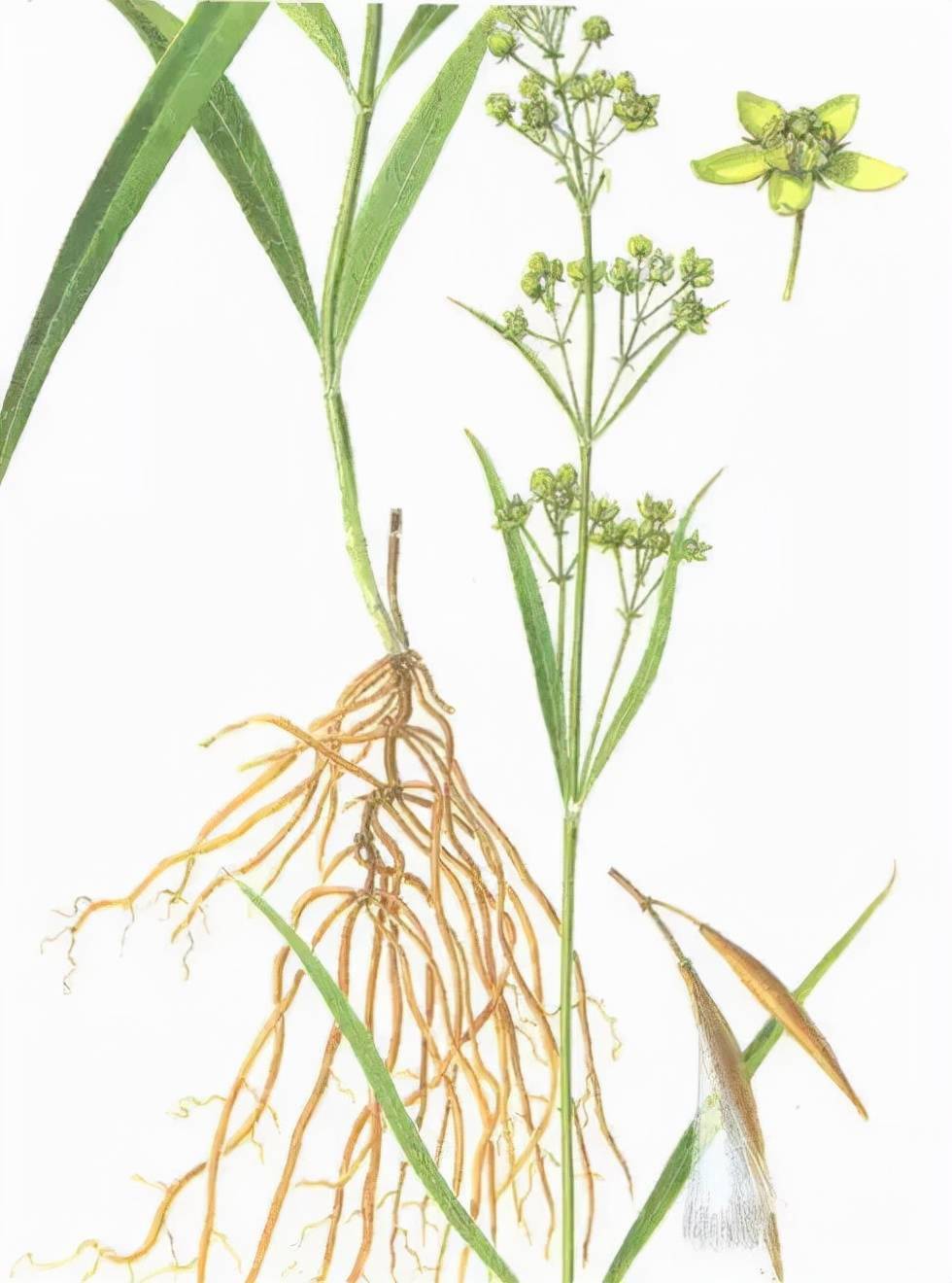 灭诸邪的掌门药徐长卿为什么用人名