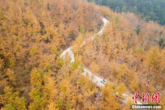 盘山公路|银杏流金红叶烂漫 张家界崇山秋色“撩人”