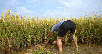 南部的学生们要放农忙假了