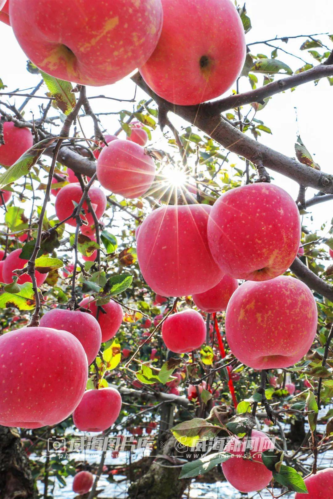 红了红了威海苹果红了