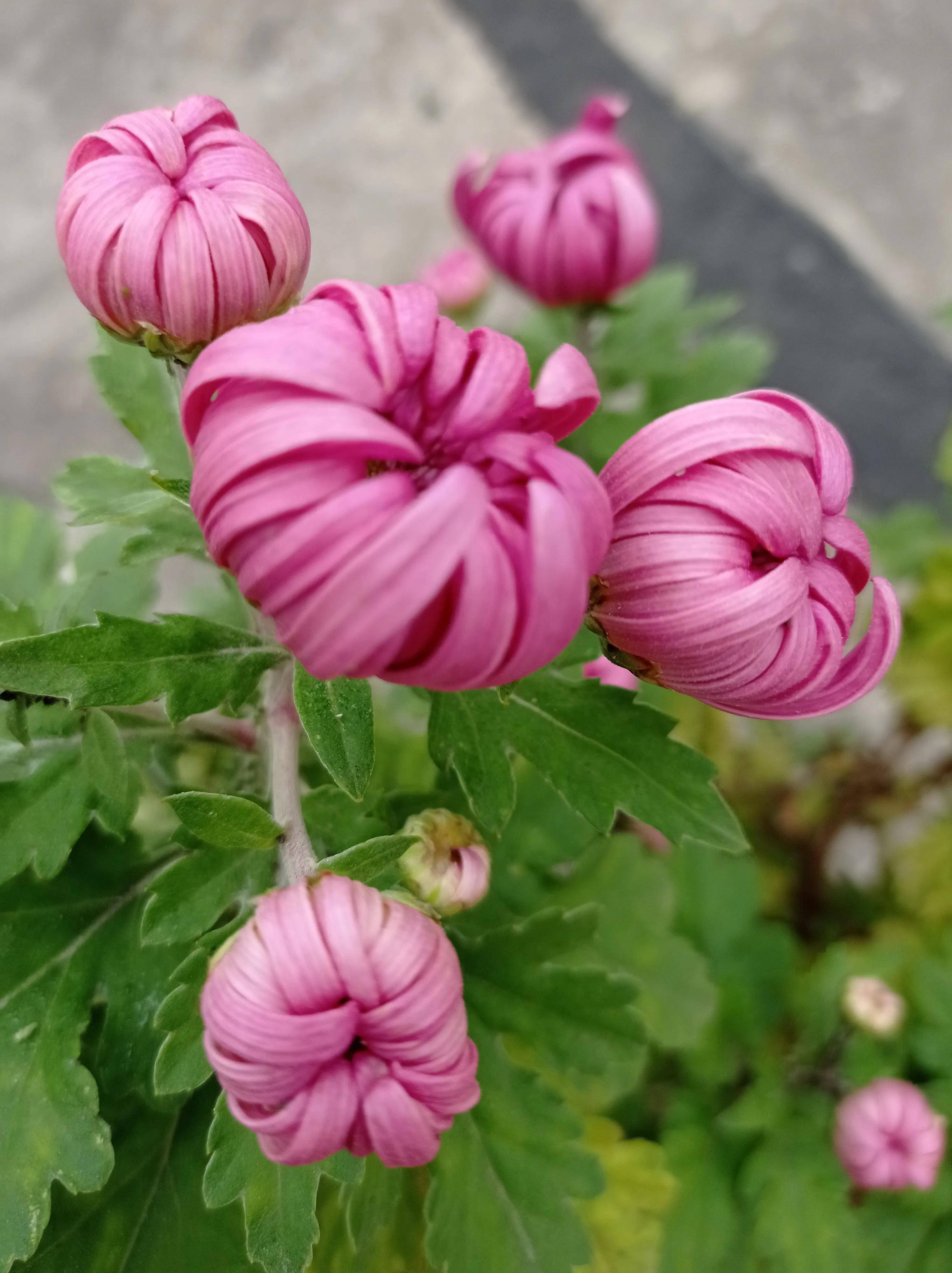 鹧鸪天芳菊十月花