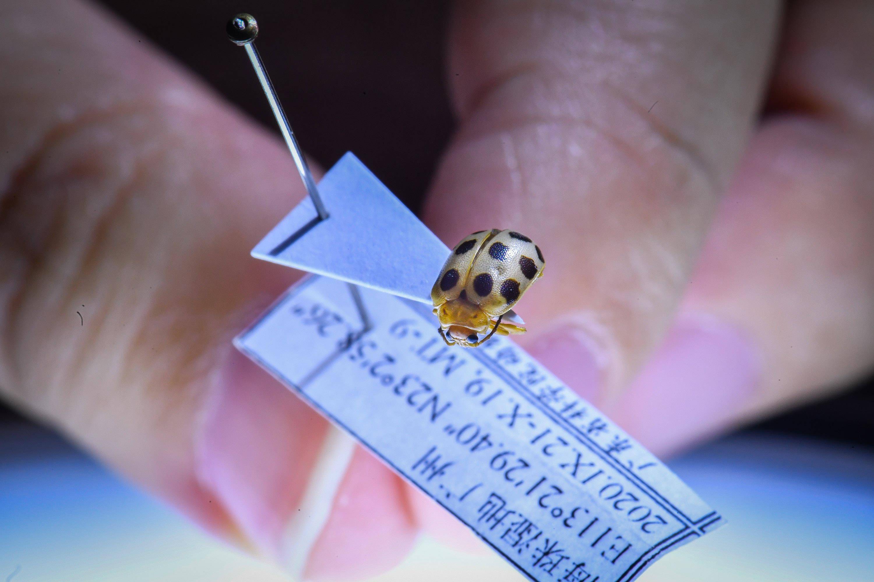 我国科研团队在城市湿地发现一昆虫新物种