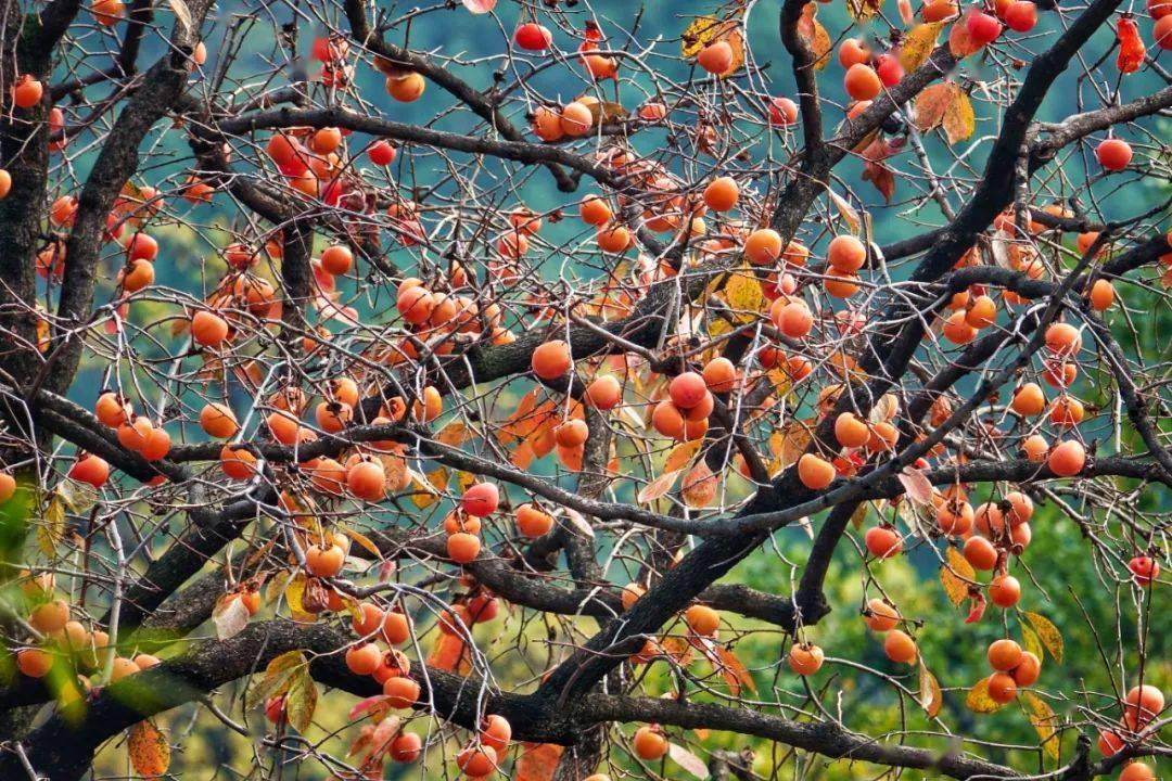 喜"柿"连连,事事如意._柿子