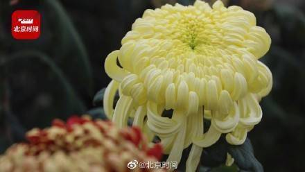 菊花|一万五千盆菊花亮相北海公园