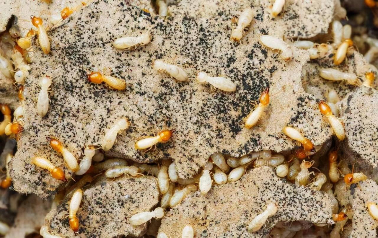 白蚁古老的生物之一也被称为多才多艺的生物