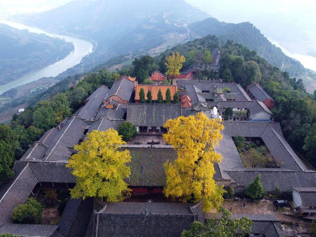 成都第一波银杏黄啦但这种果果有农药千万别乱捡