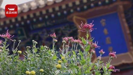 菊花|一万五千盆菊花亮相北海公园