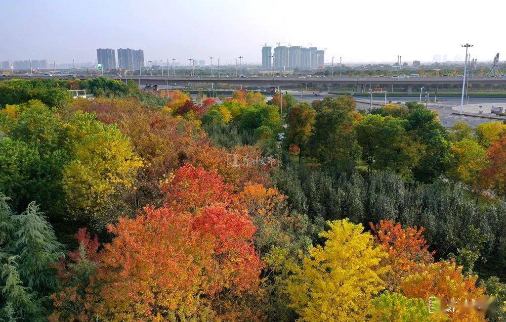 郑报|七彩乌桕林告诉你，郑州的秋天并未远离