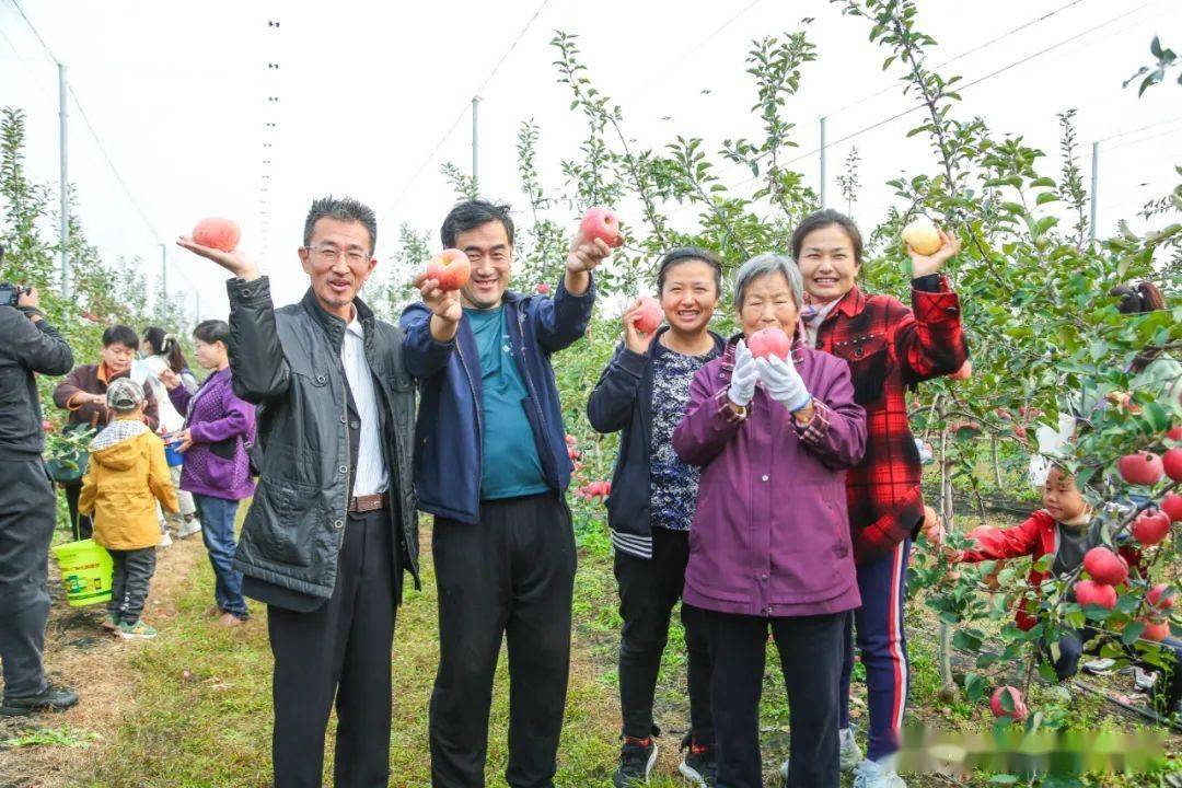 游客|摘苹果，品鲜美！满满都是丰收的快乐！