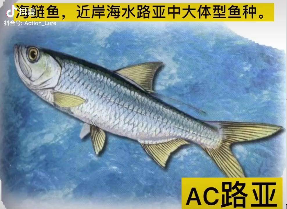 大海鲢鱼图片