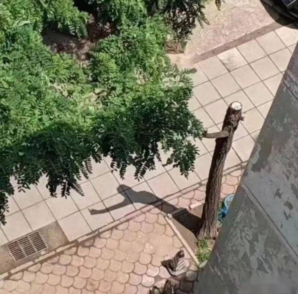 網曝楊冪戀上19歲富二代？？網友吃驚：姐姐的快樂確實酸了… 搞笑整蠱 第6张