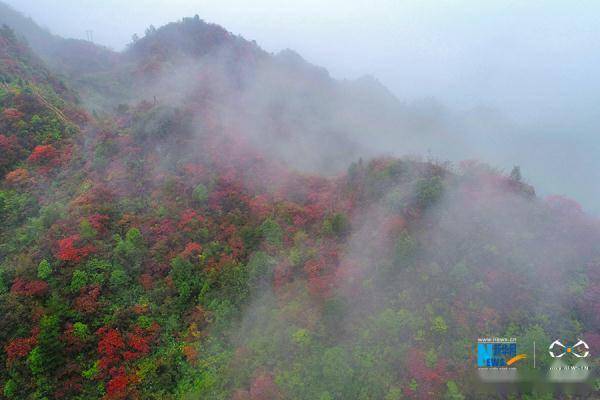 云雾|重庆：秋雨过后红叶美