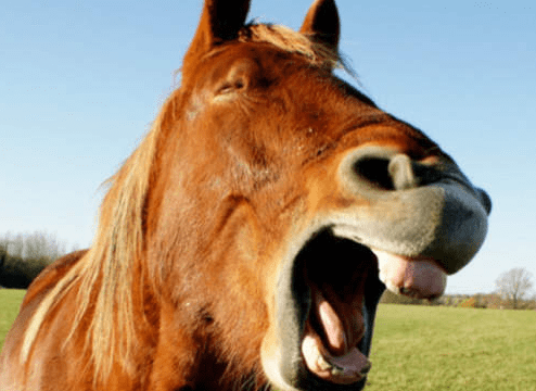 一大笑就破功!网友分享对"白马王子"幻想毁灭瞬间