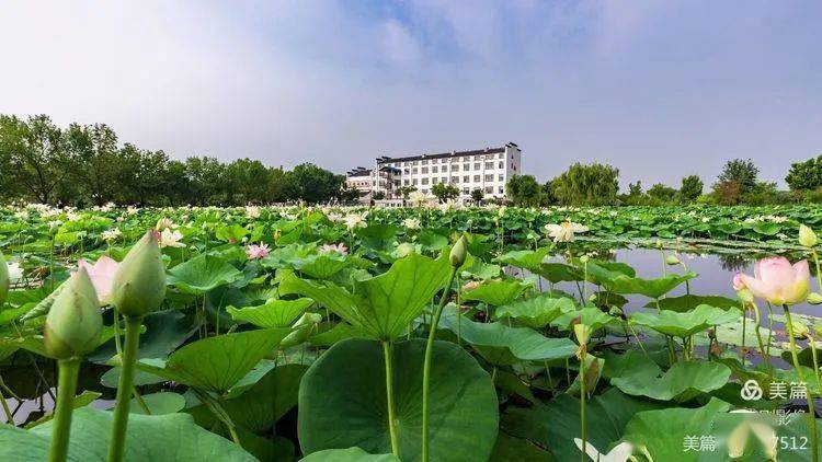 李刚 水中芙蓉 荷花诗赋 Mark