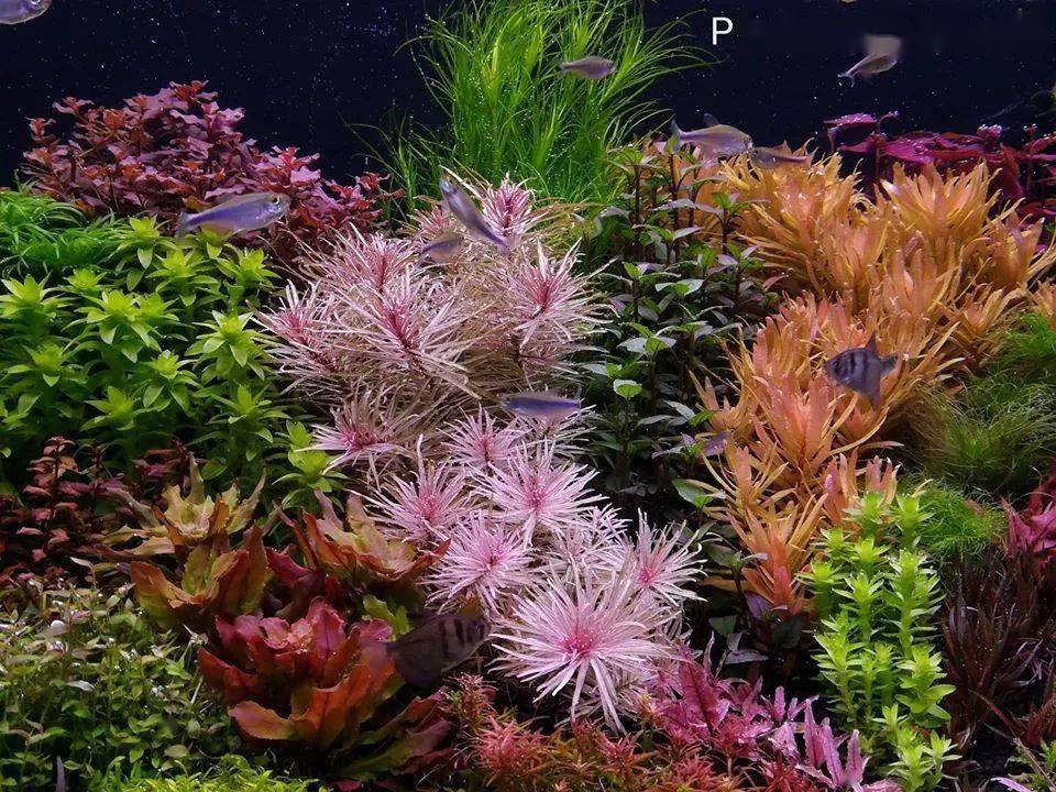 荷兰景 水中的花园 只是水草就很美了 水族 全网搜