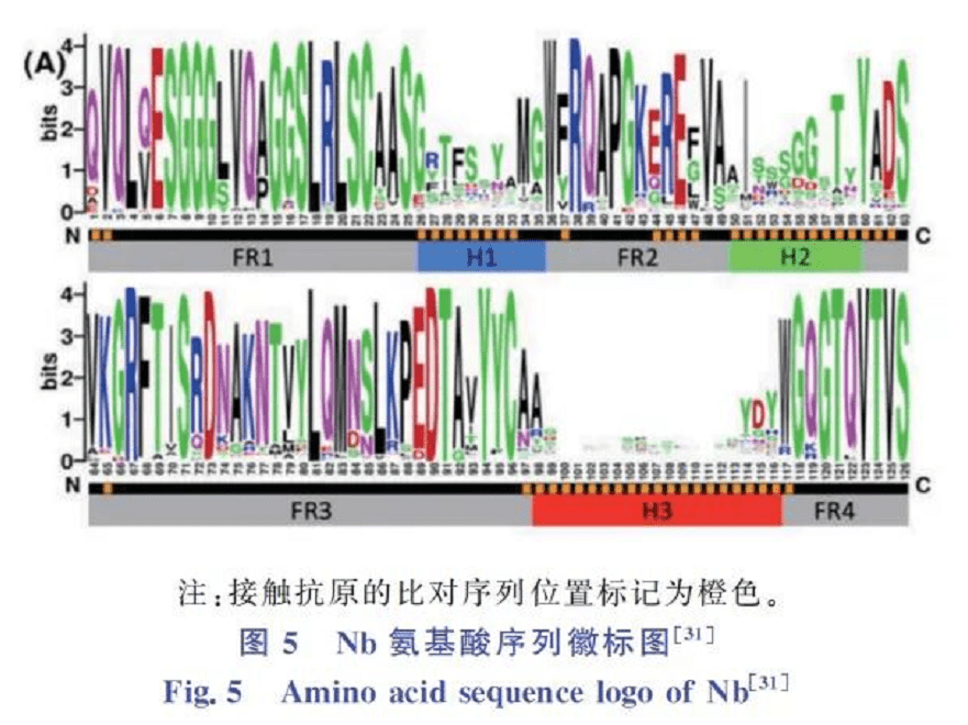 納米抗體結構特點及其抗原結合活性研究