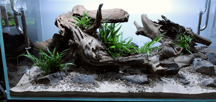 如果你看腻了复杂造景,不如来看看非洲造景师的清爽溪流缸.