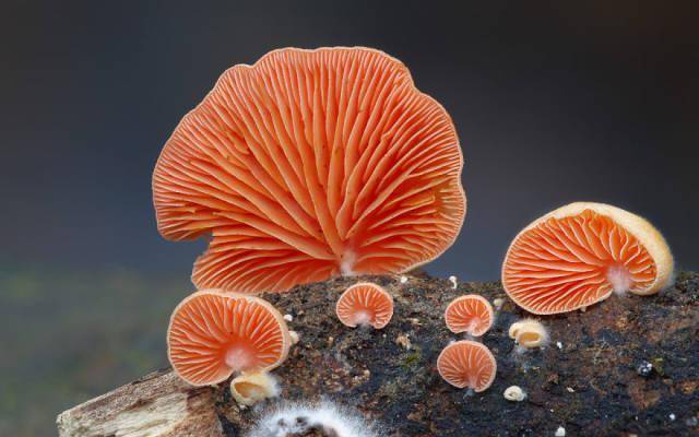 各种各样的蘑菇观察颜色和纹理