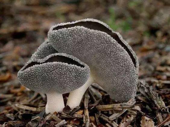 各种各样的蘑菇观察颜色和纹理