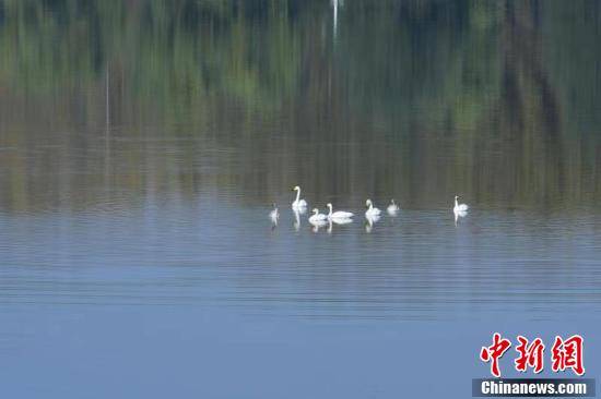 山西|大天鹅“打卡”山西长子精卫湖国家湿地公园