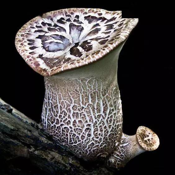 各种各样的蘑菇观察颜色和纹理