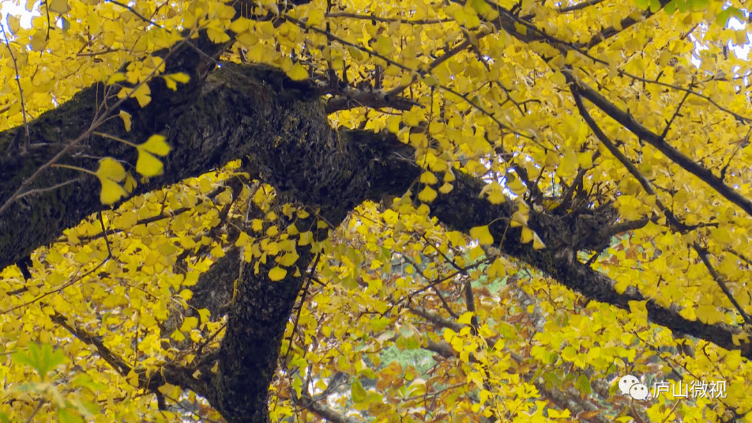 庐山三宝树秋景层林尽染银杏黄