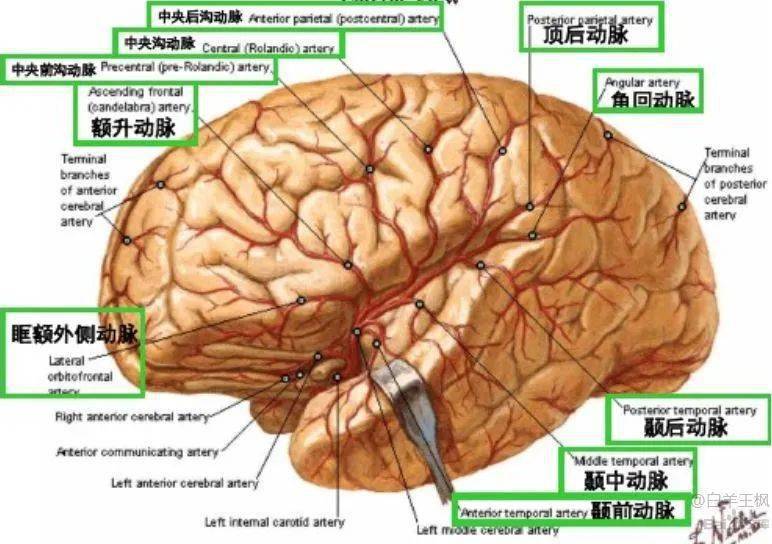 下方,以外側溝與額,頂葉分界,後面以頂枕裂與枕前切跡連線與枕葉分界