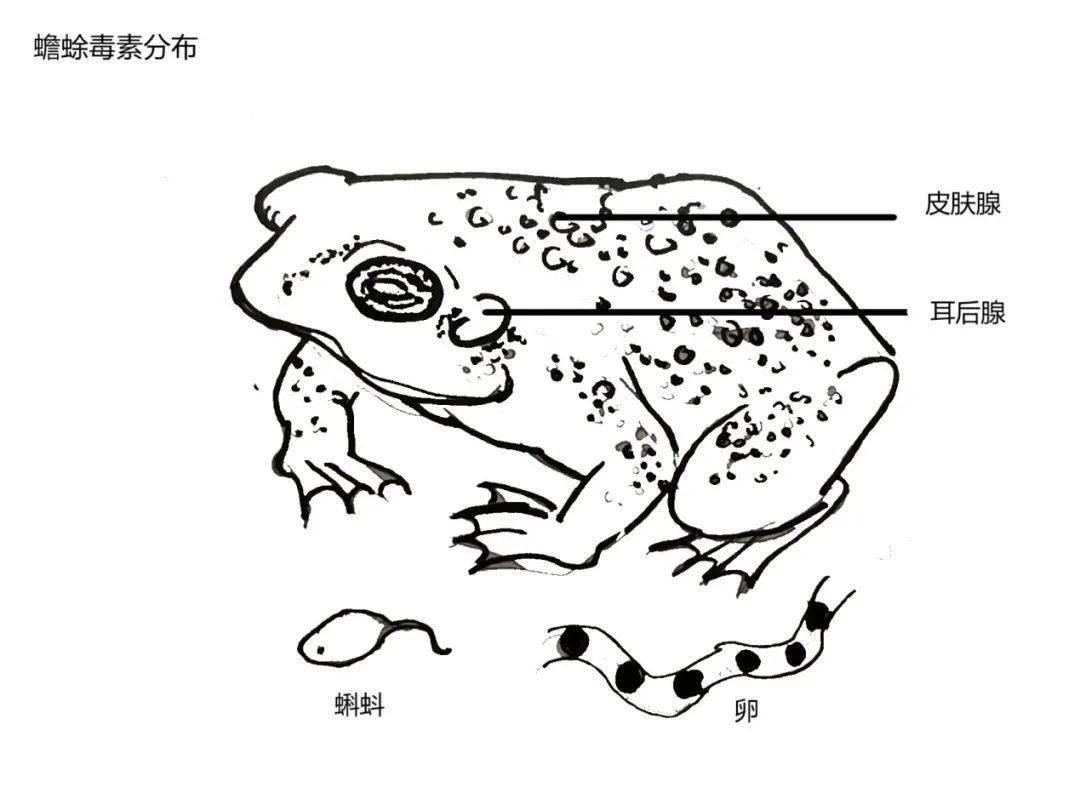 险惠州5岁男孩吃烤蟾蜍致中毒