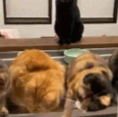 #每日有趣GIF图片# 被光点吸引的猫咪～_满宫