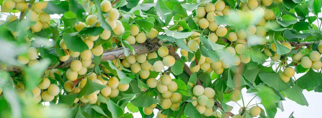 陕西疾控提醒又到一年银杏黄树下白果要慎吃