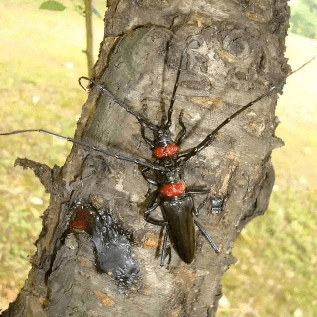 看,他们在捉天牛?这是为什么呢_绿化