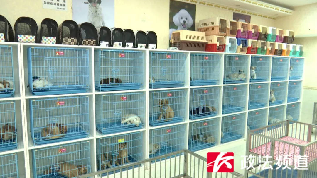 宠物女子半年内买到2只病犬，店家拒绝赔付，有关部门介入调查