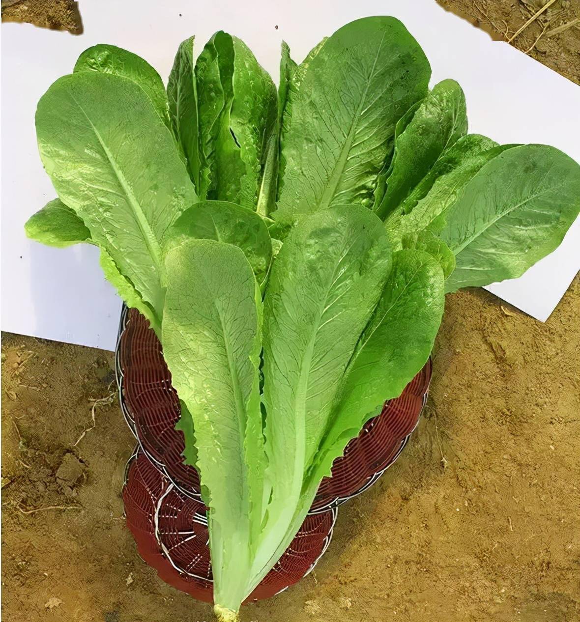 外形出众口感脆嫩的孔雀菜你还没种过吗农户赶紧安排