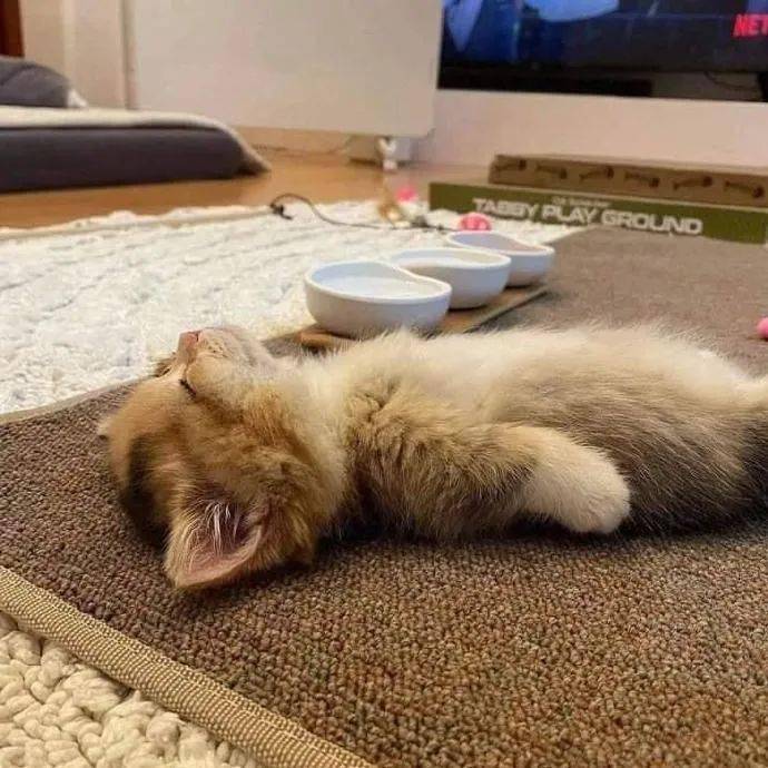 躺在地上的小奶猫好想吸一口