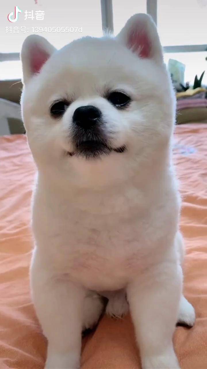 今天晚一点给大家看嘟嘟萌宝萌宠萌犬萌宠成精了搞笑搞笑视频狗猫泪痕