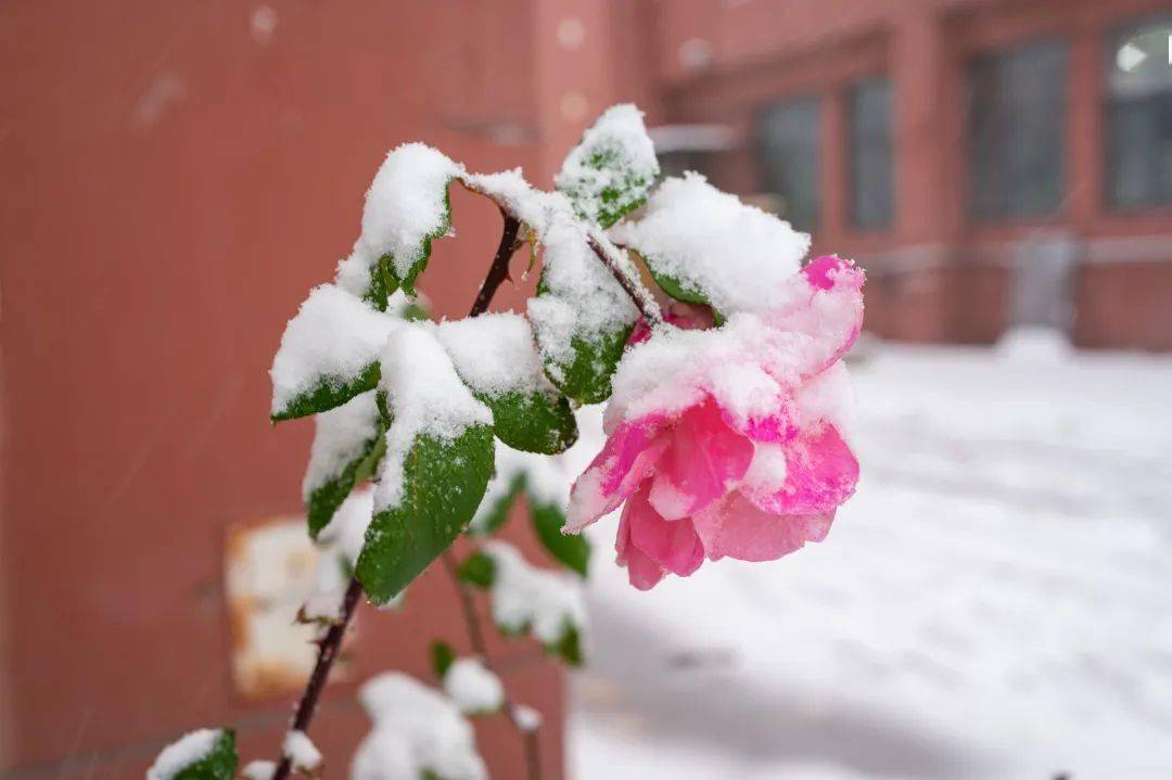 立冬迎初雪图片