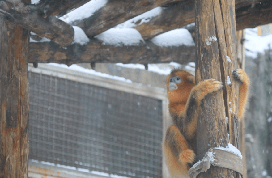 饮食|初雪光临北京动物园，它们也出门赏雪了……