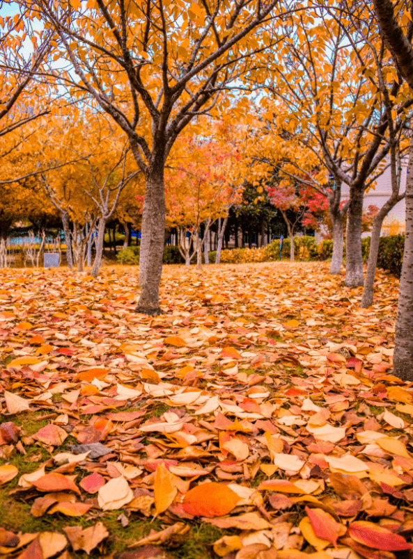 67新区落叶地图发布快来拍照打卡