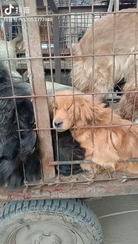肉车上的毛孩子闭着眼睛不敢看笼子外面的小伙伴他知道他的命运会是