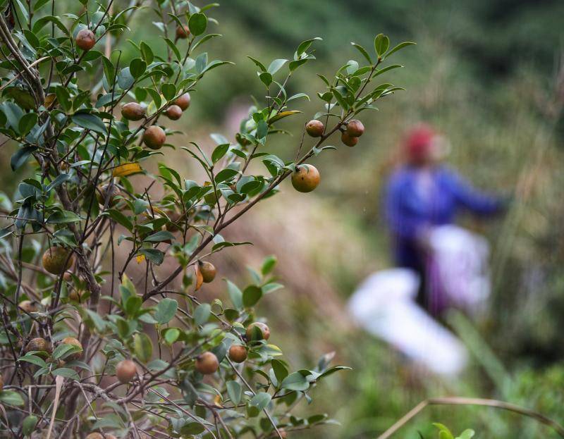 广东油茶再迎丰收大年!260万亩油茶林结出致富果