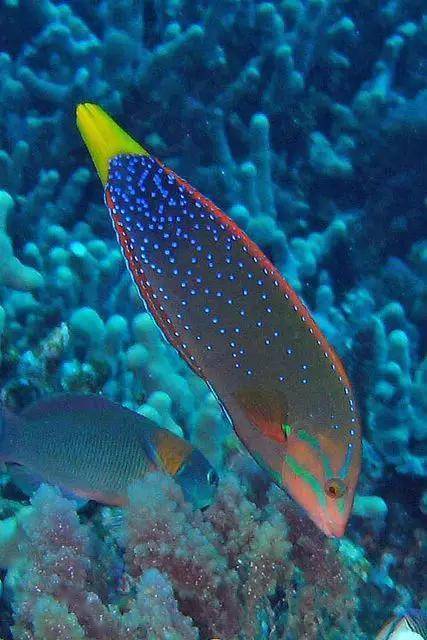 70种珍贵的鱼欣赏图