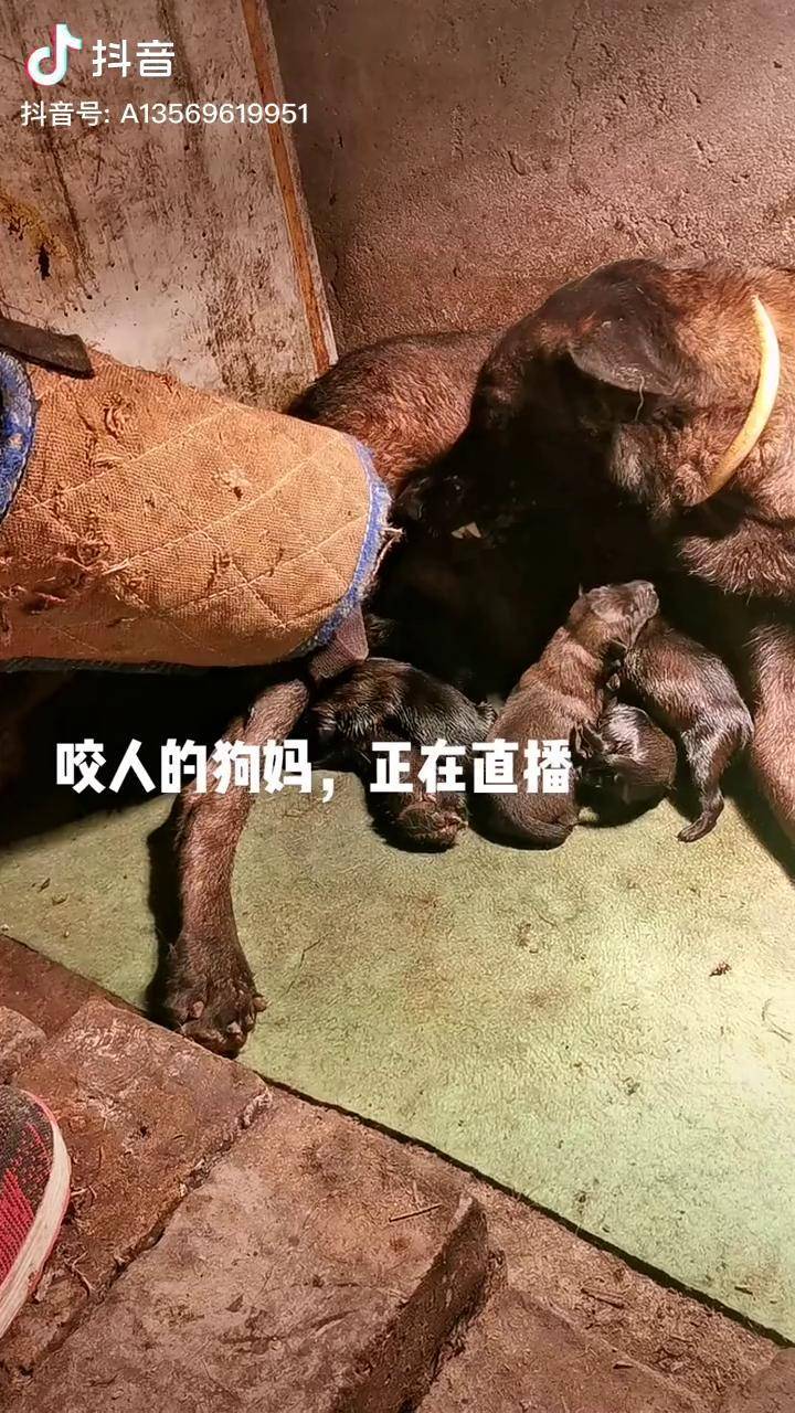 咬人的狗妈正在直播马犬魅力高动力马犬自繁自养