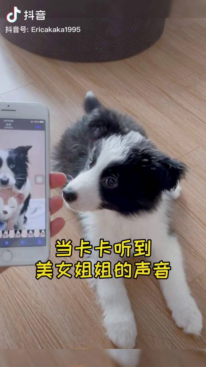 美女姐姐的声音边牧傻狗的日常萌宠养狗的乐趣狗狗边牧露娜和兔子奥莉