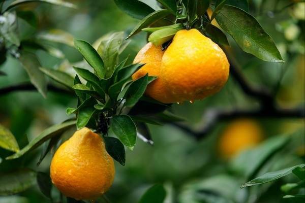 七星关区：橙满园里满丰收