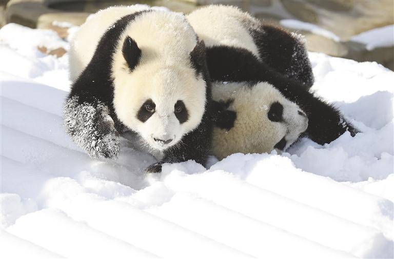 秦岭大熊猫雪地撒欢