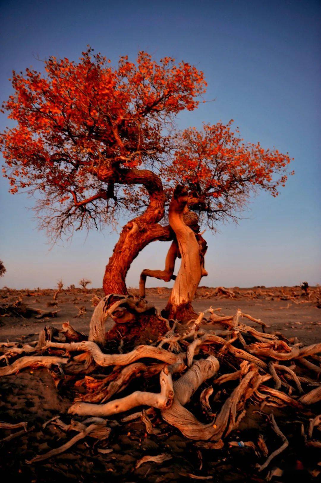 黄石诗坛张俊芳的散文诗胡杨摄影吴刚